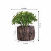 3 Pack | 6inches Artificial Stump Planter Pot & Aeonium Succulent Plants