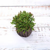 3 Pack | 6inches Artificial Stump Planter Pot & Aeonium Succulent Plants