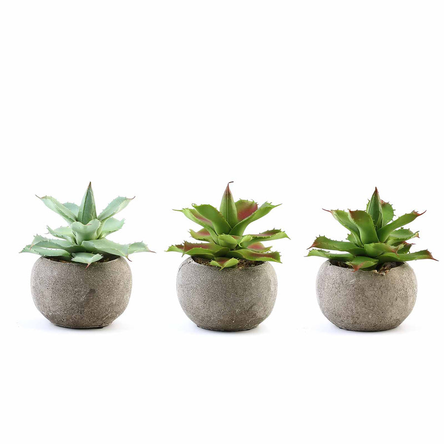 3 Pack | 5inches Ceramic Planter Pot & Artificial Aloe Succulent Plants#whtbkgd