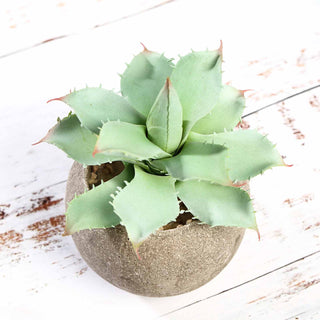 Add a Touch of Green to Your Space with Ceramic Planter Pots