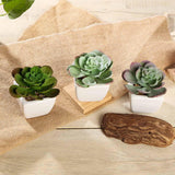 3 Pack | 4inches Ceramic Planter Pot & Artificial Echeveria Succulent Plant