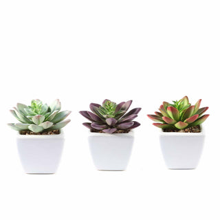 Versatile and Stylish Decorative Plants for Any Occasion