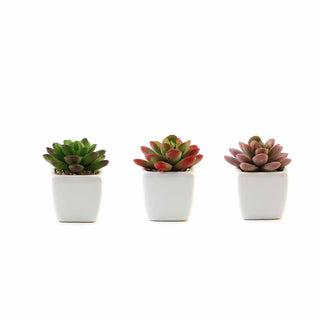 Bring Nature Indoors with Artificial Echeveria Elegans Plants