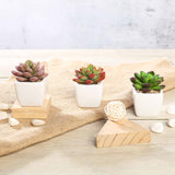 3 Pack | 3inches Ceramic Planter Pot & Artificial Echeveria Elegans Plants