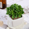 3 Pack | 4inches Ceramic Planter Pot & Green Artificial Echeveria Plants