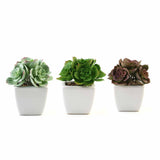 3 Pack | 5inches Ceramic Planter Pot & Artificial Echeveria Elegans Plants#whtbkgd