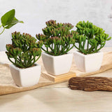 3 Pack | 7inches Ceramic Planter Pot & Artificial Stonecrop Succulent Plant