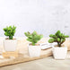 3 Pack | 3inches Ceramic Planter Pot & Artificial Mini Jade Succulent Plant