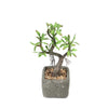 9inches Concrete Planter Pot & Artificial Willow Tree Succulent Plant#whtbkgd