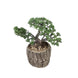 9inches Artificial Tree Stump Planter Pot & Burros Tail Succulent Plant#whtbkgd