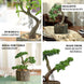 9inches Artificial Tree Stump Planter Pot & Burros Tail Succulent Plant
