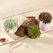 3 Pack | 4inches Artificial PVC Mini Jelly Bean Decorative Succulent Plants