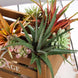 3 Pack | 12inches Artificial PVC Aloe Cameronii Decorative Succulent Plants