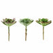 3 Pack | 6inches Artificial PVC Echeveria Stem Decorative Succulent Plants#whtbkgd