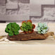 3 Pack | 3inches Artificial PVC Echeveria Orion Decorative Succulent Plants