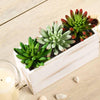3 Pack | 6inches Artificial PVC Spike Aeonium Decorative Succulent Plants