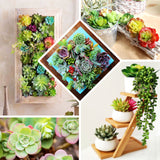 3 Pack | 6inches Artificial PVC Wavy Kalanchoe Decorative Succulent Plants