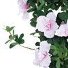 30inch Blush/Rose Gold Artificial Silk Hanging Rhododendron Flower Vine Bush#whtbkgd