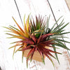 3 Pack | 12inches Artificial PVC Aloe Cameronii Decorative Succulent Plants
