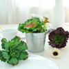 3 Pack | 6inches Artificial PVC Wavy Kalanchoe Decorative Succulent Plants