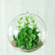 4 Pack | 4inch Air Plant Hanging Glass Globe Terrarium, Free-Falling Elegant Planter#whtbkgd