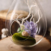 15inch Large Air Plant Hanging Glass Teardrop Terrarium With Twine Rope, Free-Falling Planter