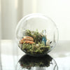 3 Pack | Classic Round Glass Wall Vase | Hanging Glass Terrarium | Indoor Wall Planters