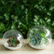 3 Pack | Modish Round Glass Wall Vase | Hanging Glass Terrarium | Indoor Wall Planters