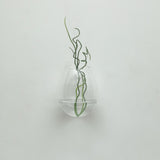 3 Pack | Egg Shaped Glass Wall Vase | Hanging Glass Terrarium | Indoor Wall Planters