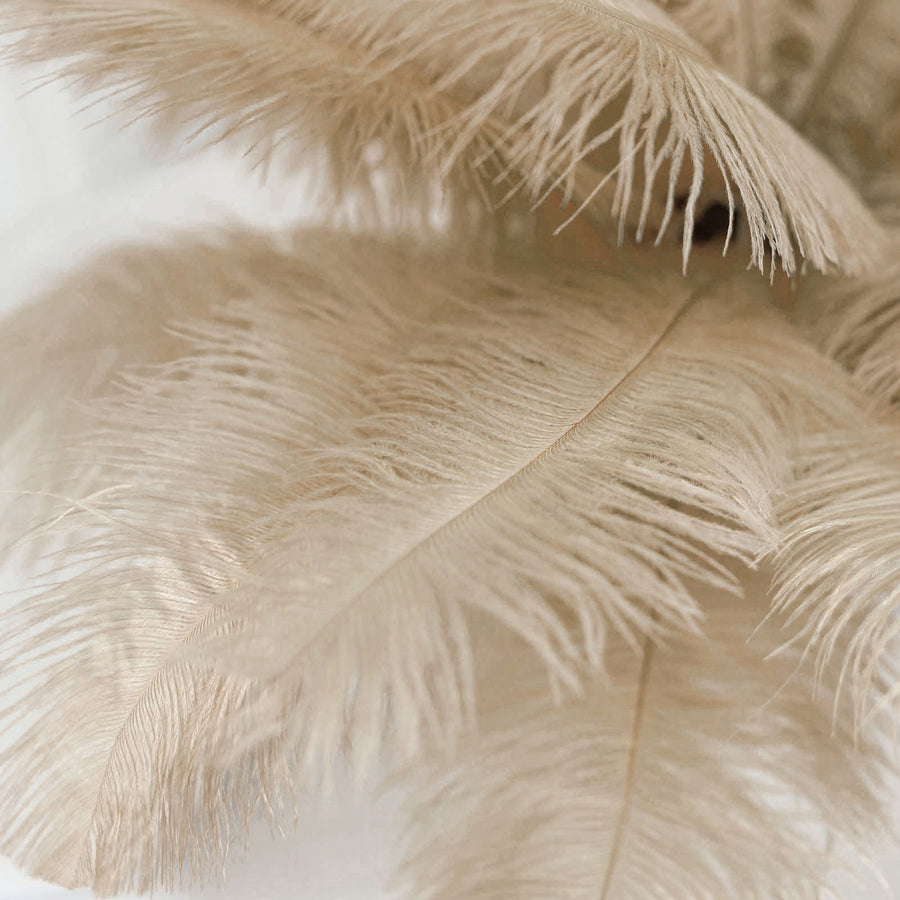 12 Pack | 13-15inch Beige Natural Plume Real Ostrich Feathers, DIY Centerpiece Fillers