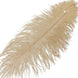 12 Pack | 13inch - 15inch Beige Natural Plume Real Ostrich Feathers#whtbkgd