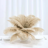 12 Pack | 13-15inch Beige Natural Plume Real Ostrich Feathers, DIY Centerpiece Fillers