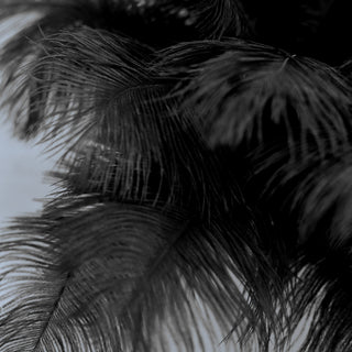 Unleash Your Creativity with Black Natural Plume Real Ostrich Feathers