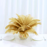 12 Pack | 13-15inch Gold Natural Plume Real Ostrich Feathers, DIY Centerpiece Fillers