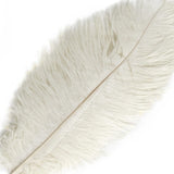 12 Pack | 13inch - 15inch Ivory Natural Plume Real Ostrich Feathers#whtbkgd