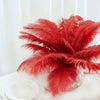 12 Pack | 13-15inch Red Natural Plume Real Ostrich Feathers, DIY Centerpiece Fillers