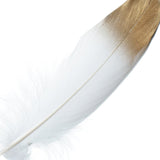 30 Pack - Metallic Gold Dipped White Real Goose Feathers - Craft Feathers for Party Decoration#whtbkgd