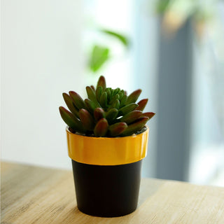 Enhance Your Home Decor with Black Gold Rimmed Small Flower Plant Pots