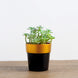 3 Pack | 3inch Black Gold Rimmed Small Flower Plant Pots, Indoor Decorative Planters