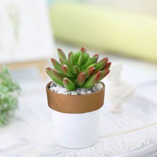 Versatile Indoor Plant Decor for Every Occasion