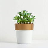 3 Pack | 3inch White Gold Rimmed Small Flower Plant Pots, Indoor Decorative Planters