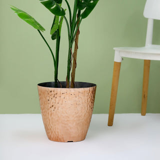The Perfect Addition to Your Indoor Plant Collection