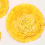 6 Multi Size Pack | Carnation Yellow Dual Tone 3D Wall Flowers Giant Tissue Paper Flowers - 12",16",20"#whtbkgd