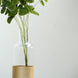 2 Pack | 10inch Clear Glass Vases | Bud Vases | Gold Dipped Bottle Vase