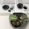 3 Pack | 3inches Artificial PVC Parva Echeveria Decorative Succulent Plants