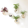 3 Pack | Egg Shaped Glass Wall Vase | Hanging Glass Terrarium | Indoor Wall Planters
