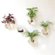 Indoor Wall Planters | Glass Wall Vases | Wall Terrarium | Hanging Planters | Tablecloths Factory